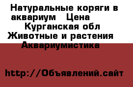 Натуральные коряги в аквариум › Цена ­ 800 - Курганская обл. Животные и растения » Аквариумистика   
